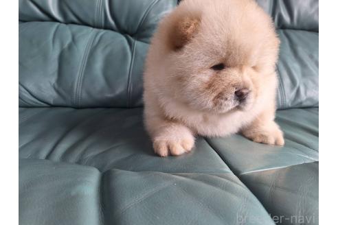 販売中の千葉県のチャウチャウ-387966の5枚目