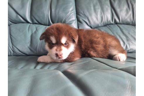 販売中の千葉県のアラスカンマラミュート-387971の2枚目
