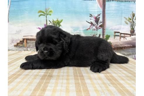販売中の千葉県のニューファンドランド-387975の6枚目