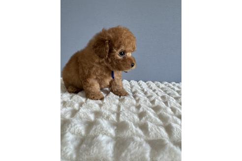 販売中の徳島県のタイニープードル-387978の4枚目