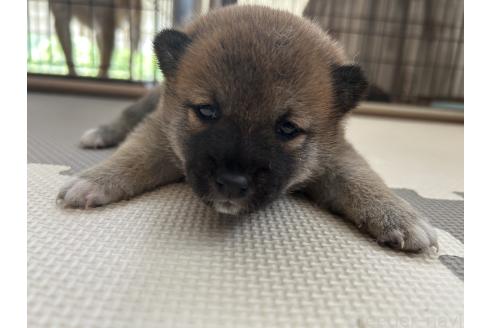 販売中の滋賀県の柴犬-387991の6枚目