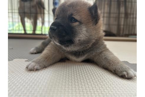 販売中の滋賀県の柴犬-387991の5枚目