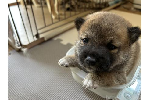 販売中の滋賀県の柴犬-387991の4枚目