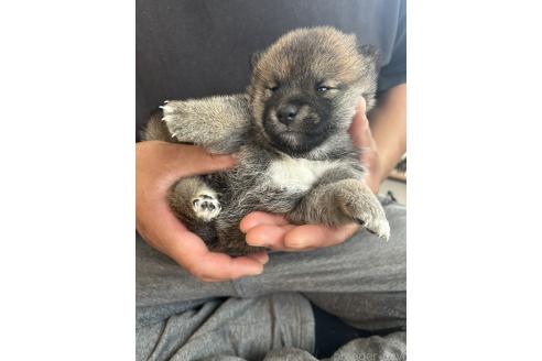 販売中の滋賀県の柴犬-387991の3枚目