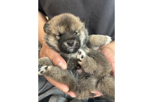 販売中の滋賀県の柴犬-387991の2枚目