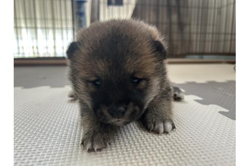 販売中の滋賀県の柴犬-387992の6枚目