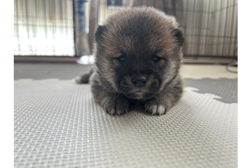 販売中の滋賀県の柴犬-387992の5枚目