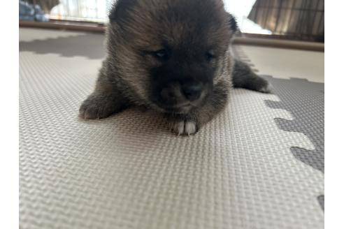 販売中の滋賀県の柴犬-387992の3枚目