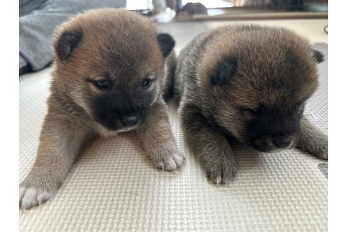 販売中の滋賀県の柴犬-387992の2枚目