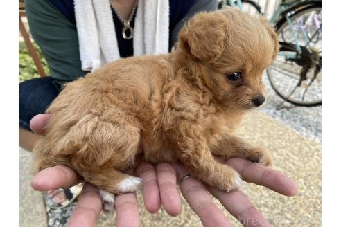 成約済の福岡県のチワプー:チワワ×トイプードル-386581の5枚目