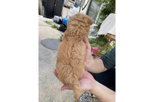 成約済の福岡県のチワプー:チワワ×トイプードル-386581の3枚目