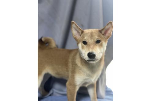 販売中の埼玉県の柴犬-370326の3枚目