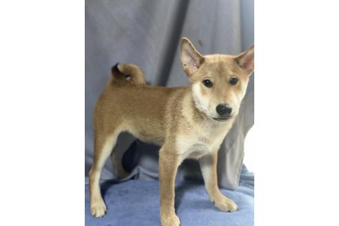 販売中の埼玉県の柴犬-370326の2枚目