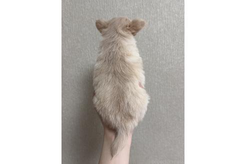 販売中の岐阜県のチワワ(ロングコート)-387994の2枚目