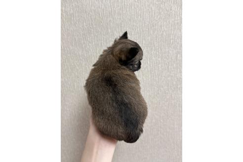 販売中の岐阜県のチワワ(ロングコート)-387996の2枚目