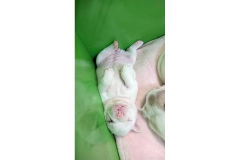 成約済の熊本県のフレンチブルドッグ-385752の16枚目