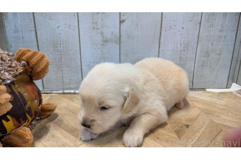 成約済の熊本県のゴールデンレトリーバー-384975の4枚目