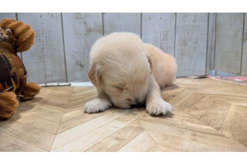 成約済の熊本県のゴールデンレトリーバー-384975の2枚目