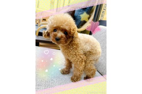 販売中の東京都のトイプードル-388011