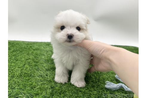 販売中の愛知県のポメマル:ポメラニアン×マルチーズ-388015の1枚目