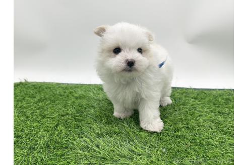 販売中の愛知県のポメマル:ポメラニアン×マルチーズ-388015の6枚目