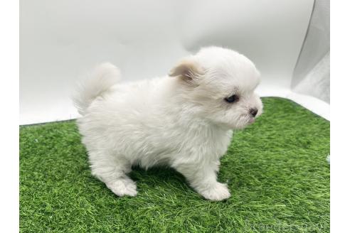 販売中の愛知県のポメマル:ポメラニアン×マルチーズ-388015の5枚目