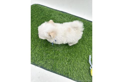 販売中の愛知県のポメマル:ポメラニアン×マルチーズ-388015の3枚目