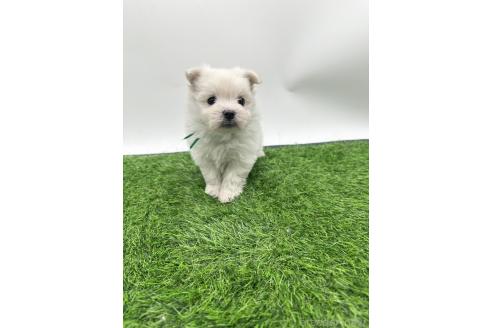 販売中の愛知県のポメマル:ポメラニアン×マルチーズ-388018