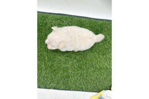 販売中の愛知県のポメマル:ポメラニアン×マルチーズ-388018の2枚目