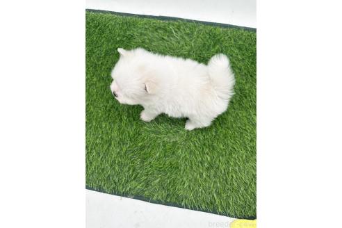 販売中の愛知県のポメマル:ポメラニアン×マルチーズ-388019の3枚目