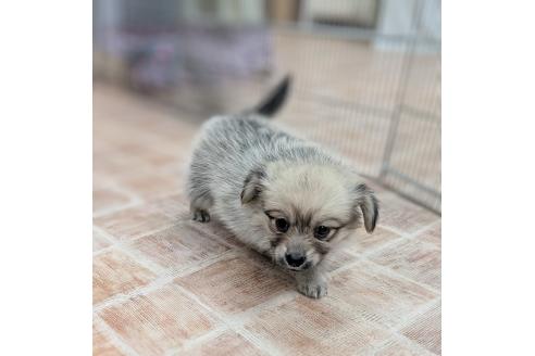 成約済の宮崎県のミックス犬-386048の5枚目