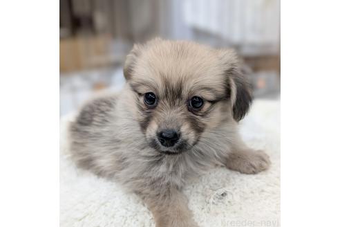 成約済の宮崎県のミックス犬-386048の4枚目