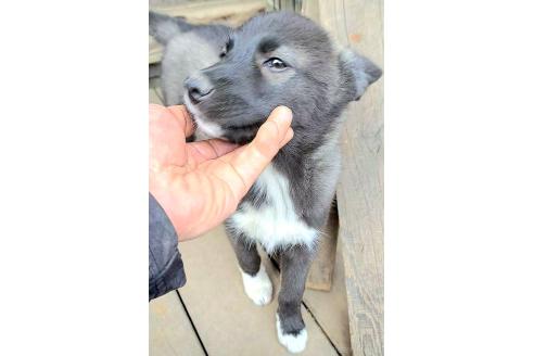 販売中の千葉県のミックス犬-380416の8枚目
