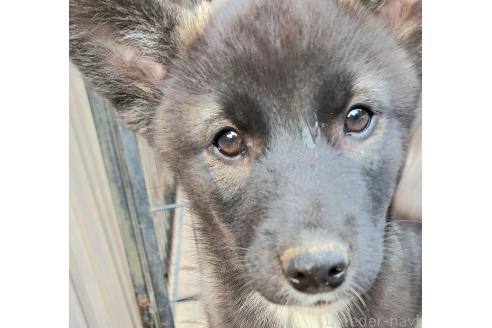 販売中の千葉県のミックス犬-380416の7枚目