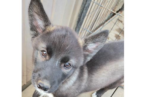 販売中の千葉県のミックス犬-380416の6枚目