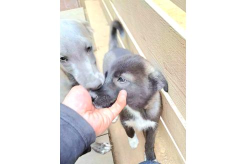 販売中の千葉県のミックス犬-380416の5枚目