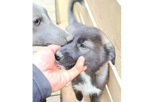 販売中の千葉県のミックス犬-380416の4枚目