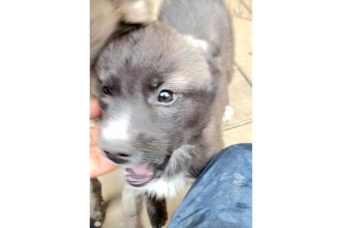 販売中の千葉県のミックス犬-381228の10枚目
