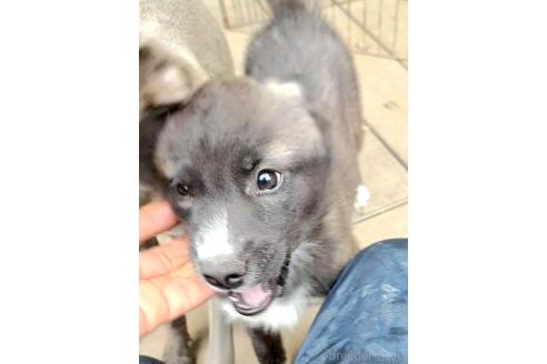 販売中の千葉県のミックス犬-381228の8枚目