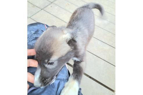 販売中の千葉県のミックス犬-381228の7枚目