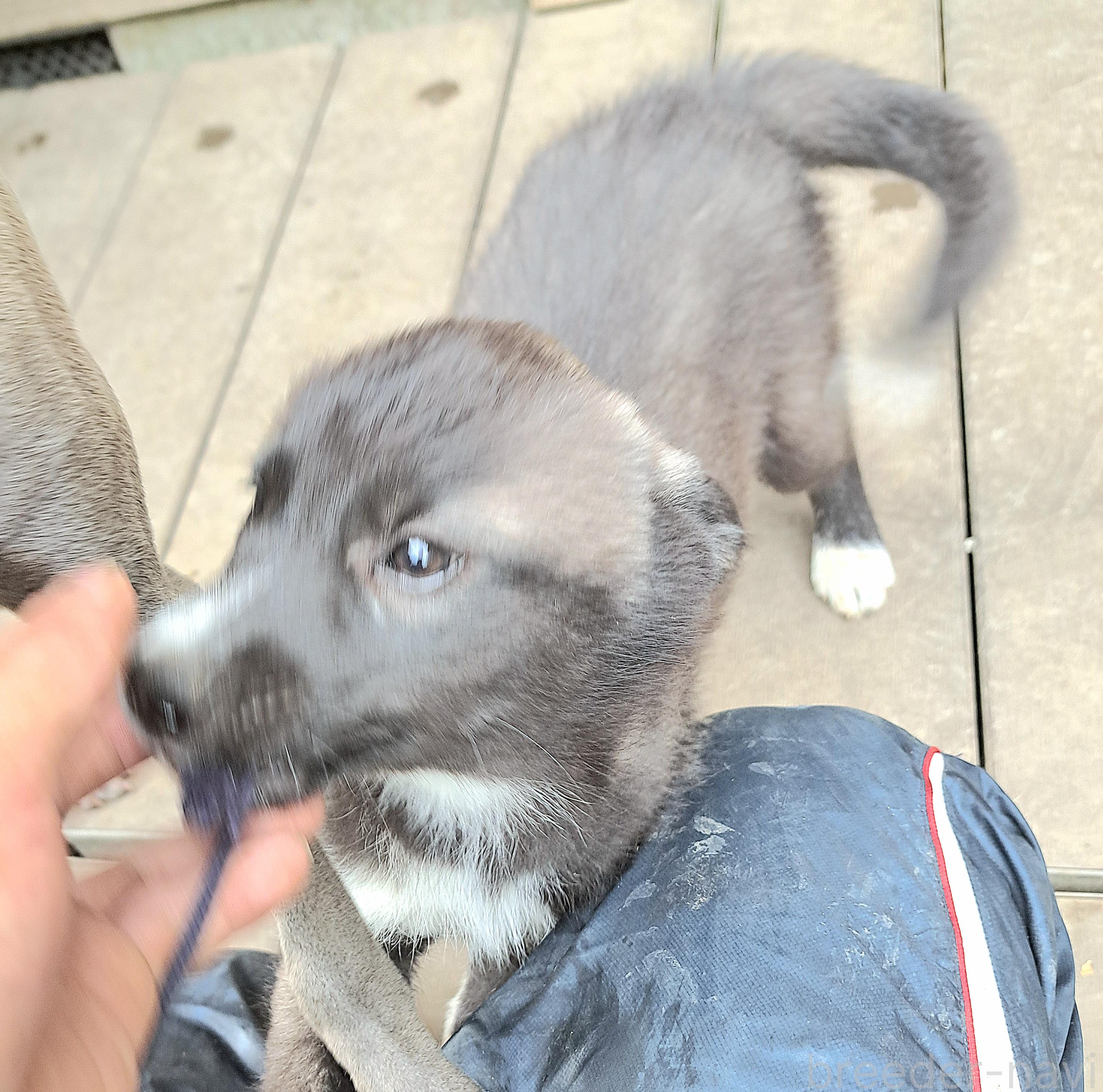 販売中の千葉県のミックス犬-381228