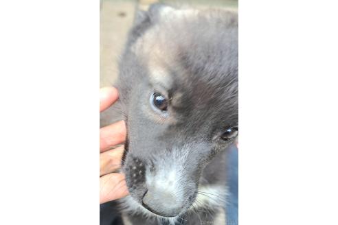 販売中の千葉県のミックス犬-381228の4枚目