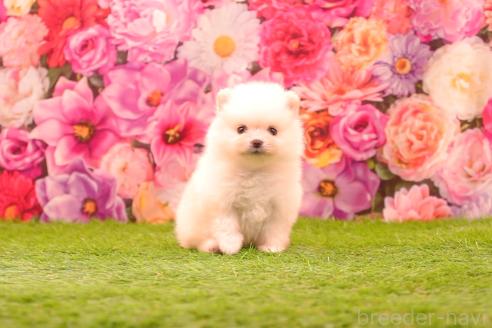 販売中の茨城県のポメラニアン-388030の6枚目