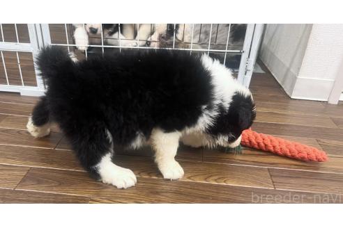 成約済の東京都のボーダーコリー-385993の7枚目