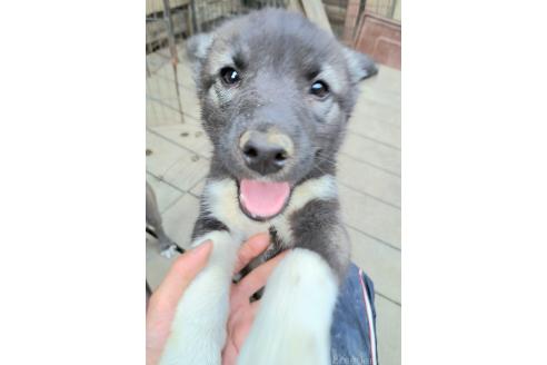 販売中の千葉県のミックス犬-381223の12枚目