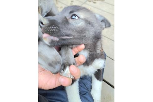 販売中の千葉県のミックス犬-381223