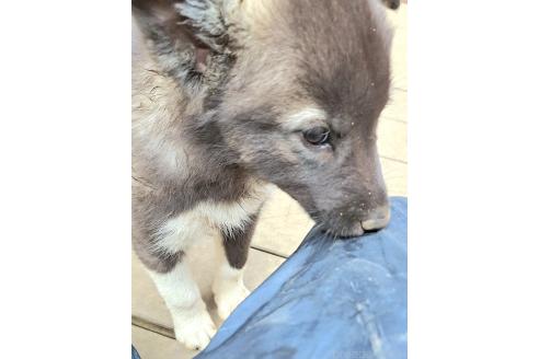 販売中の千葉県のミックス犬-381223の11枚目