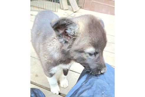 販売中の千葉県のミックス犬-381223の10枚目