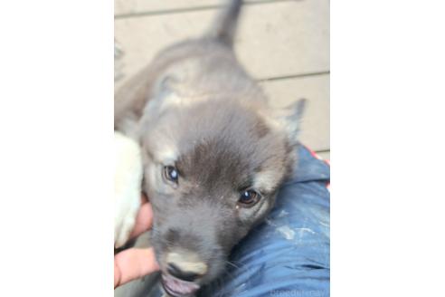 販売中の千葉県のミックス犬-381223の8枚目