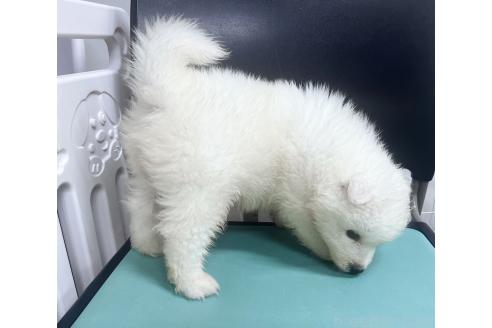 販売中の東京都のサモエド-388032の2枚目